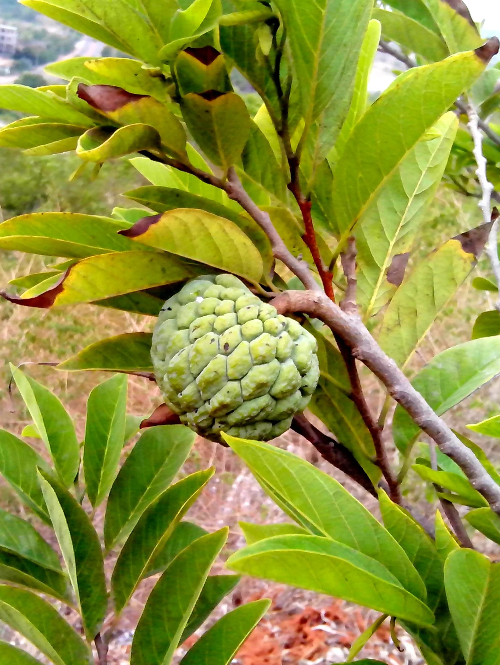 Sugar Apple Tree - Image 2