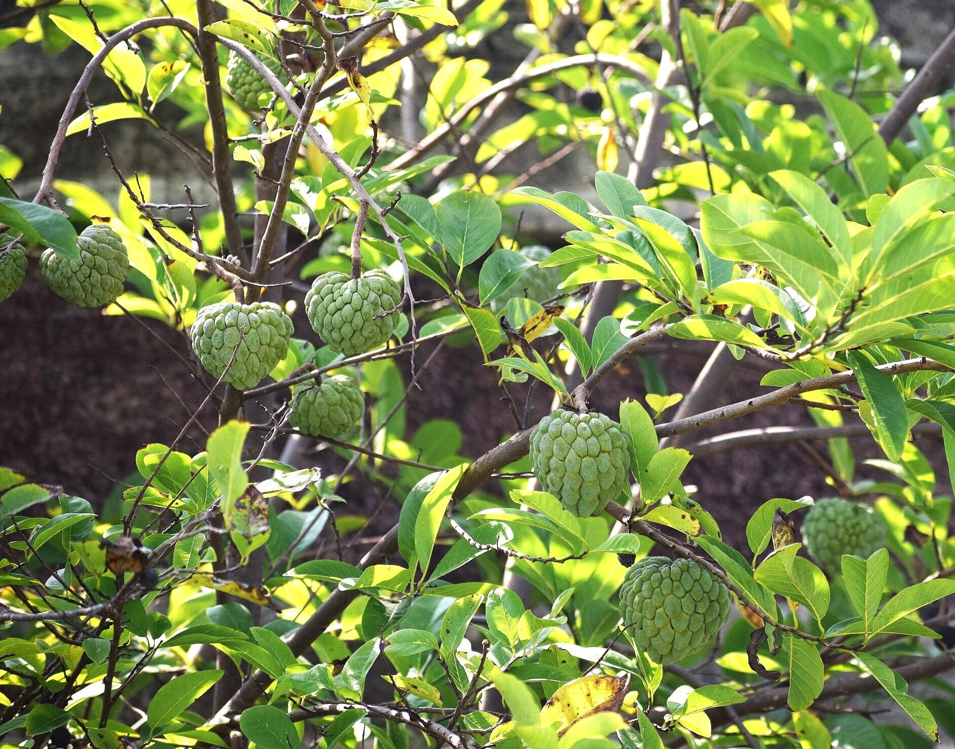 Sugar Apple Tree - Image 3