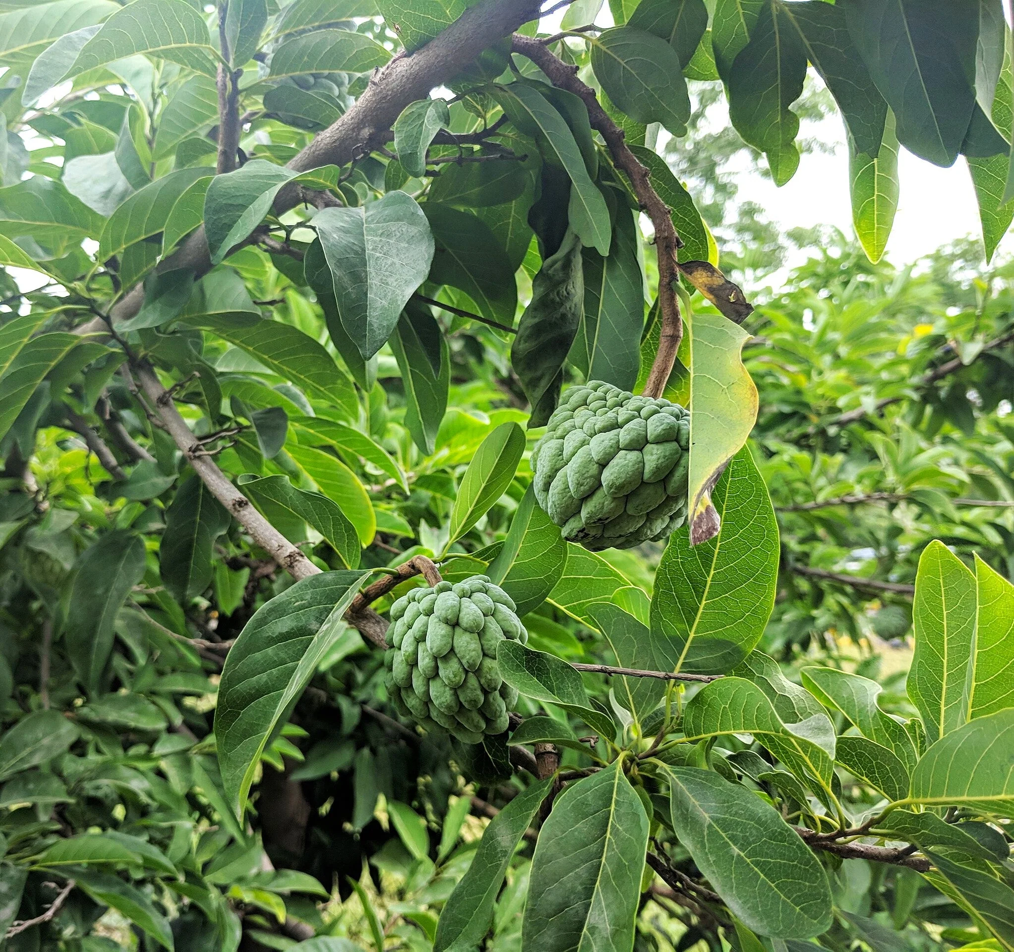 Sugar Apple Tree - Image 4
