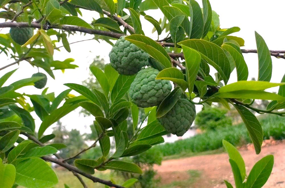 Sugar Apple Tree - Image 5