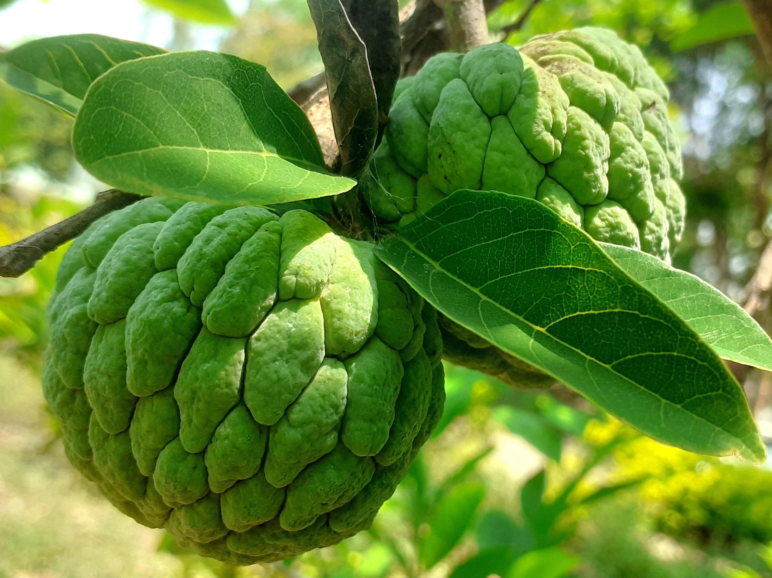 Sugar Apple Tree - Image 6