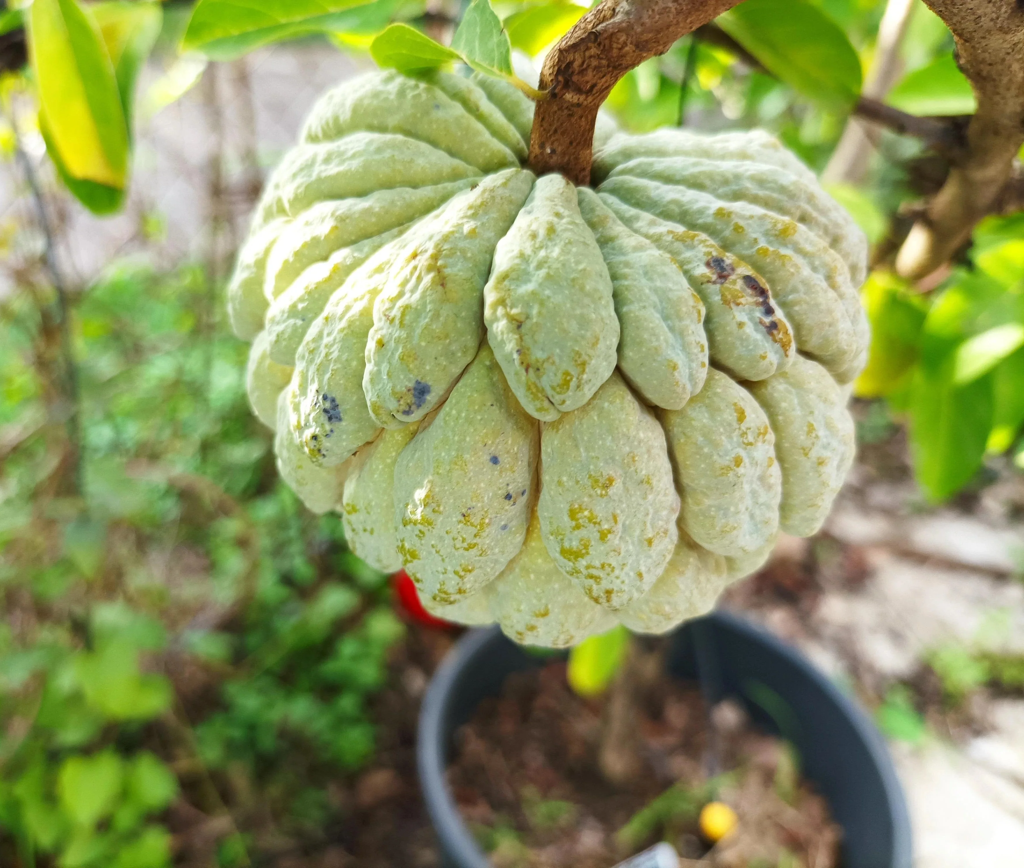 Sugar Apple Tree - Image 7