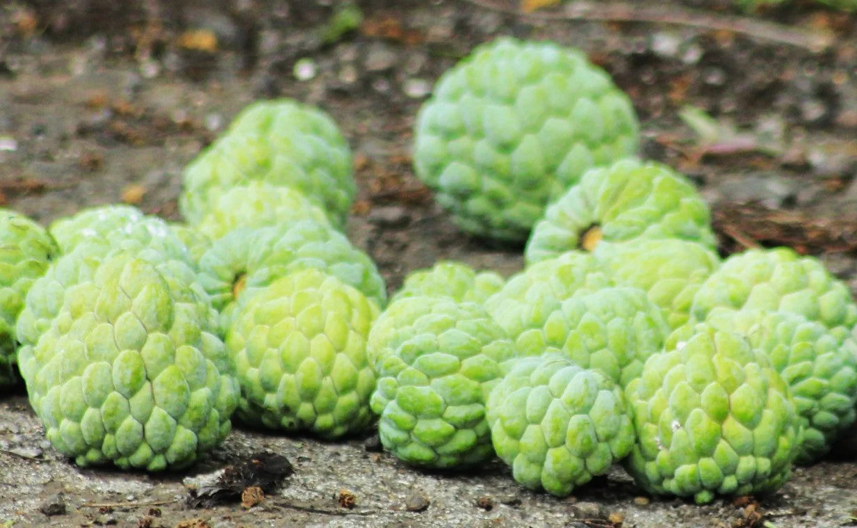 Sugar Apple Tree - Image 9