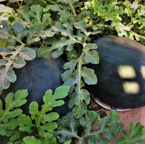 Sugar Baby Watermelon - Image 3