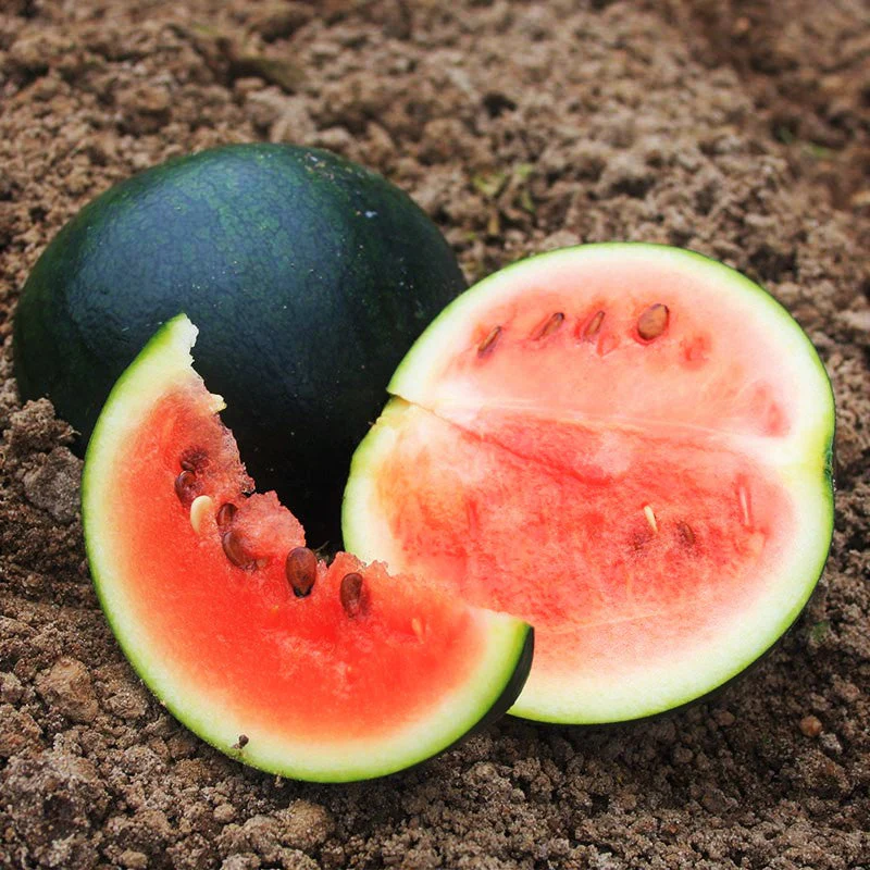 Sugar Baby Watermelon - Image 4