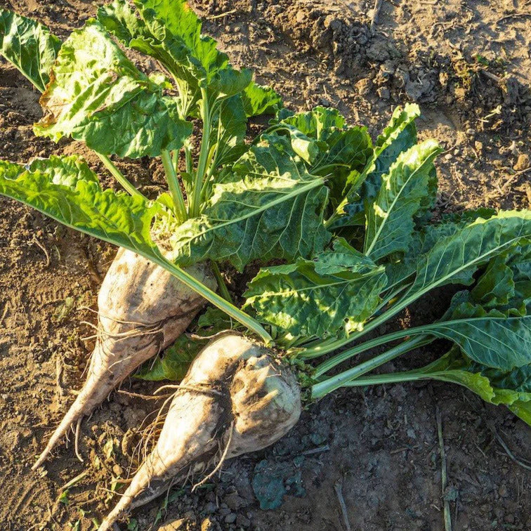 Sugar Beet - Image 3