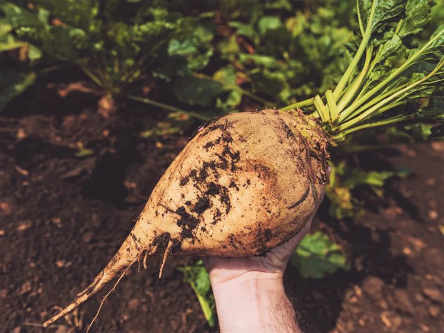 Sugar Beet - Image 4