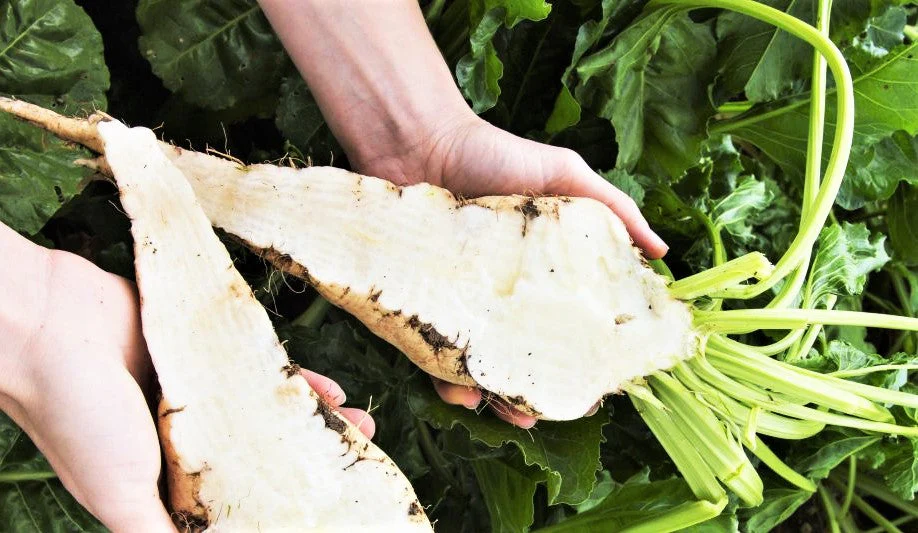 Sugar Beet - Image 5
