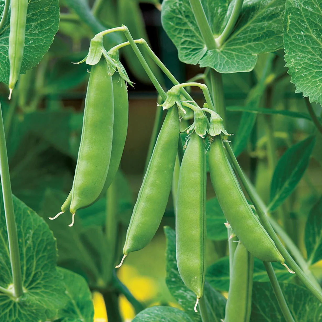 Sugar Daddy Snap Pea