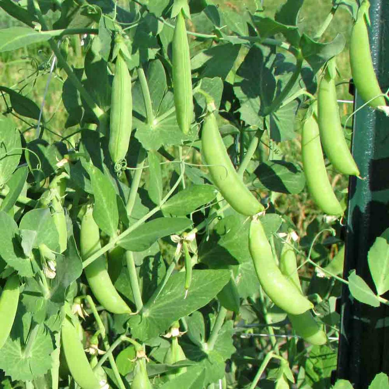 Sugar Daddy Snap Pea - Image 2