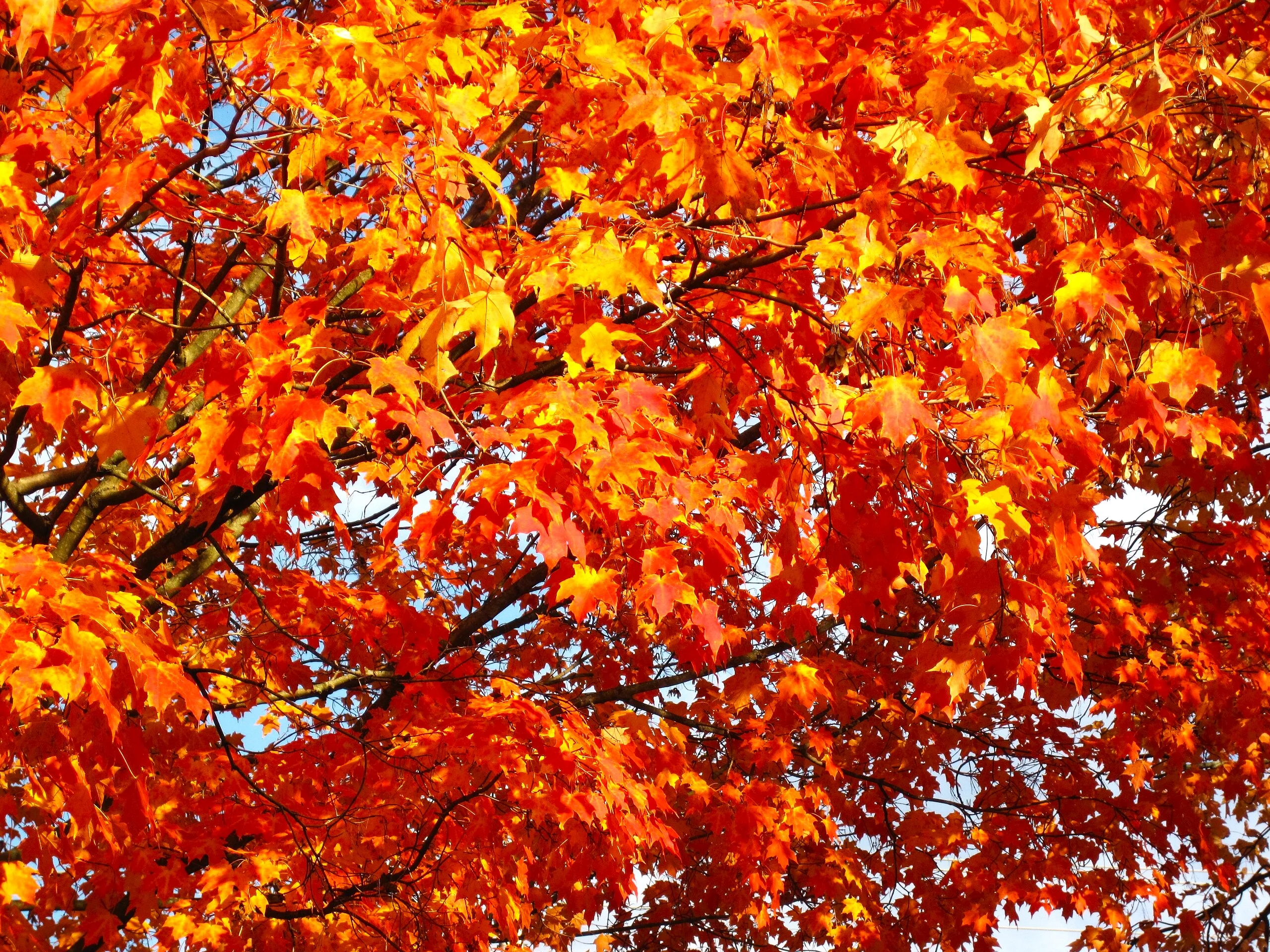 Sugar Maple Tree - Image 3