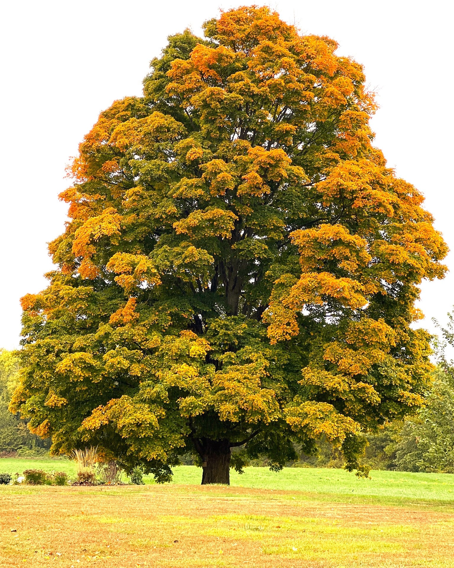 Sugar Maple Tree - Image 4