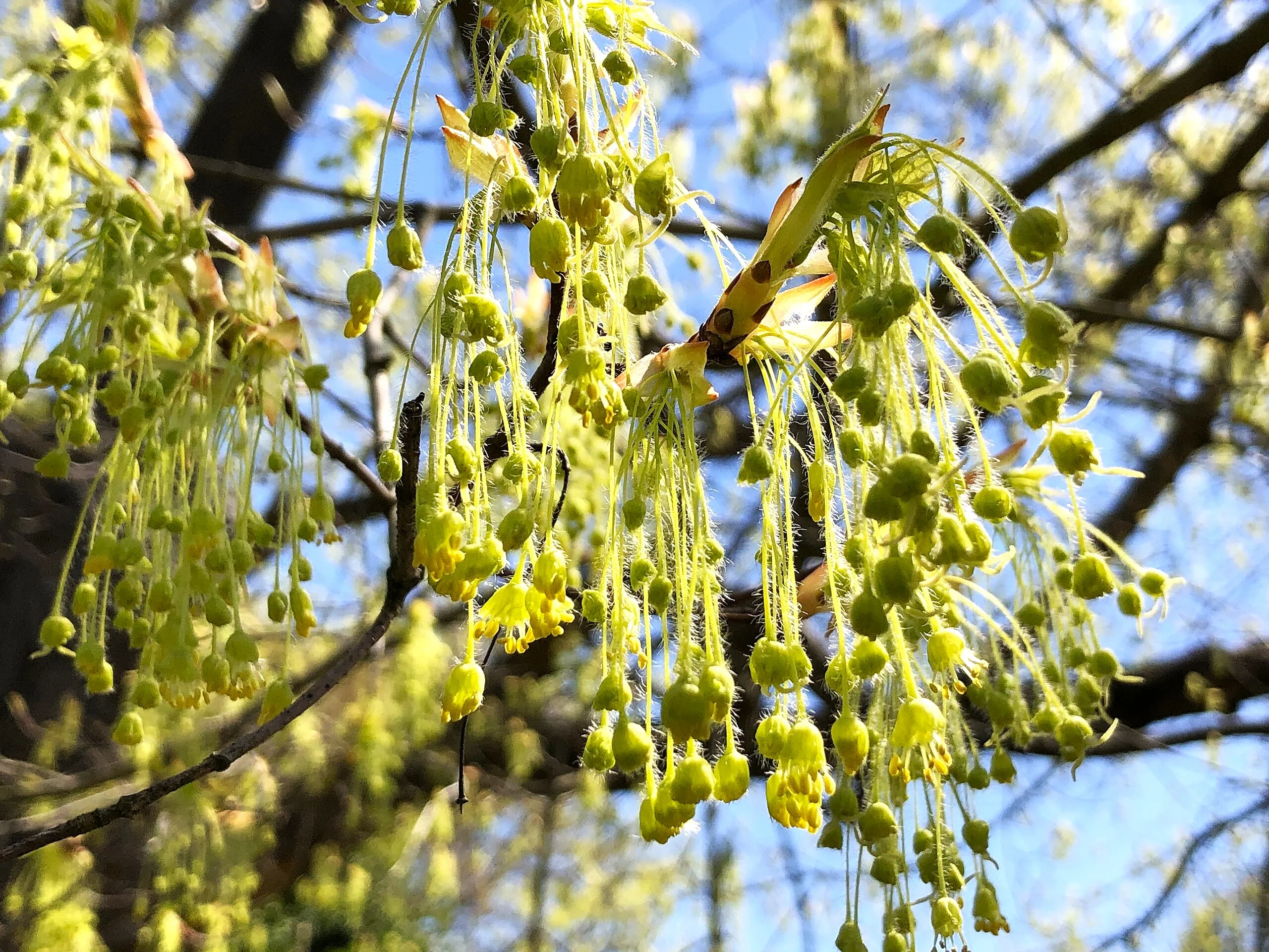 Sugar Maple Tree - Image 7