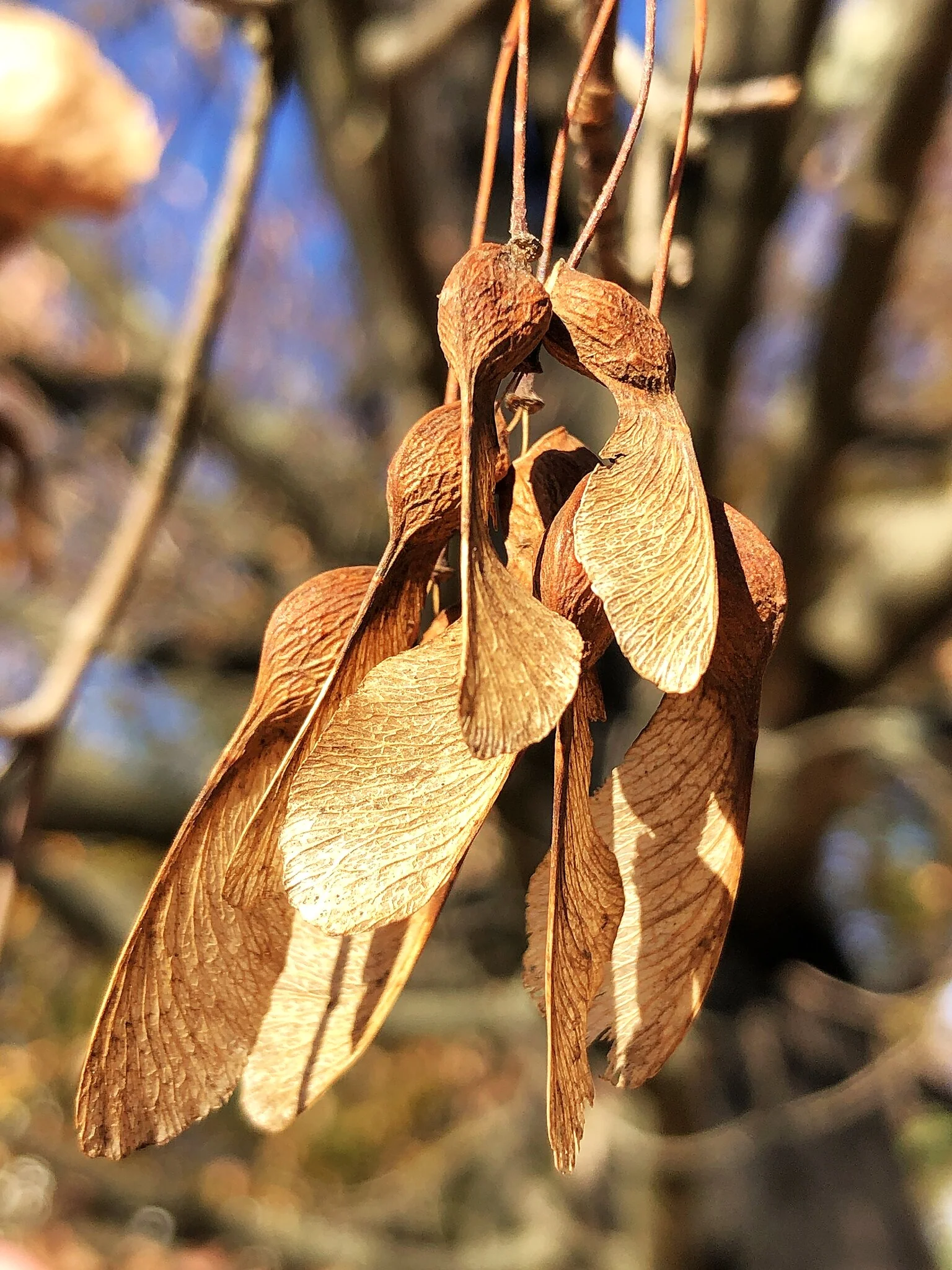 Sugar Maple Tree - Image 8