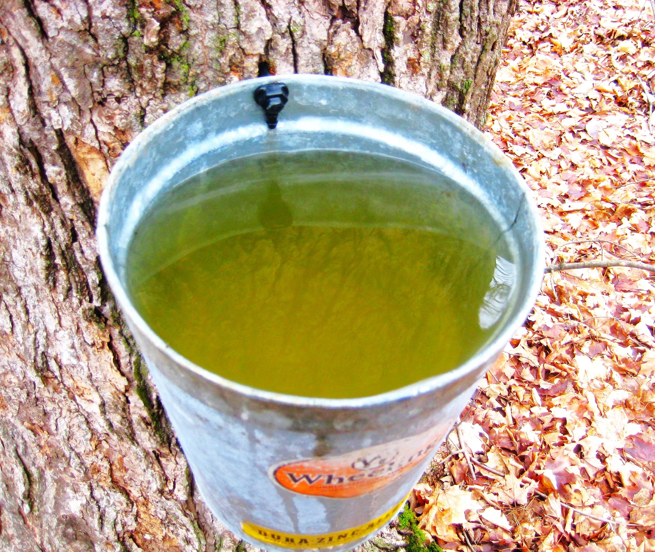 Sugar Maple Tree - Image 9