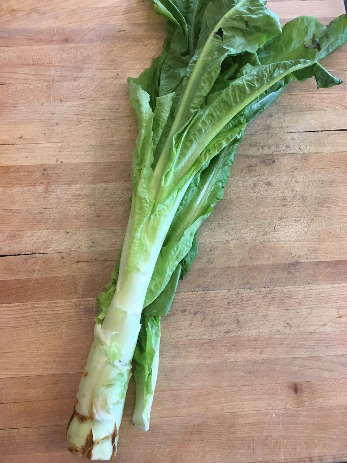 Summer 38 Celtuce (Stem Lettuce) - Image 3