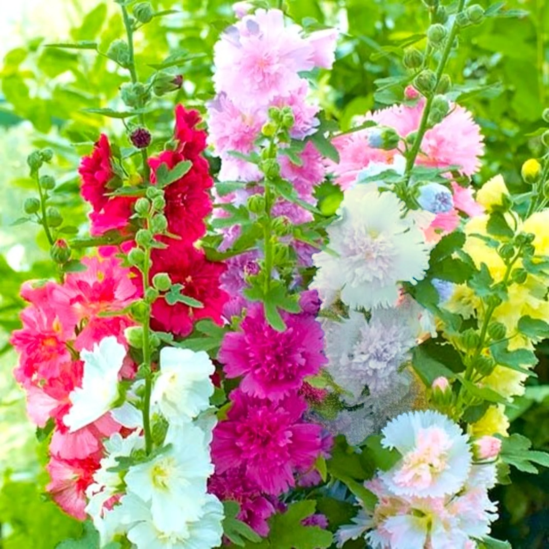 Summer Carnival Mix Hollyhock