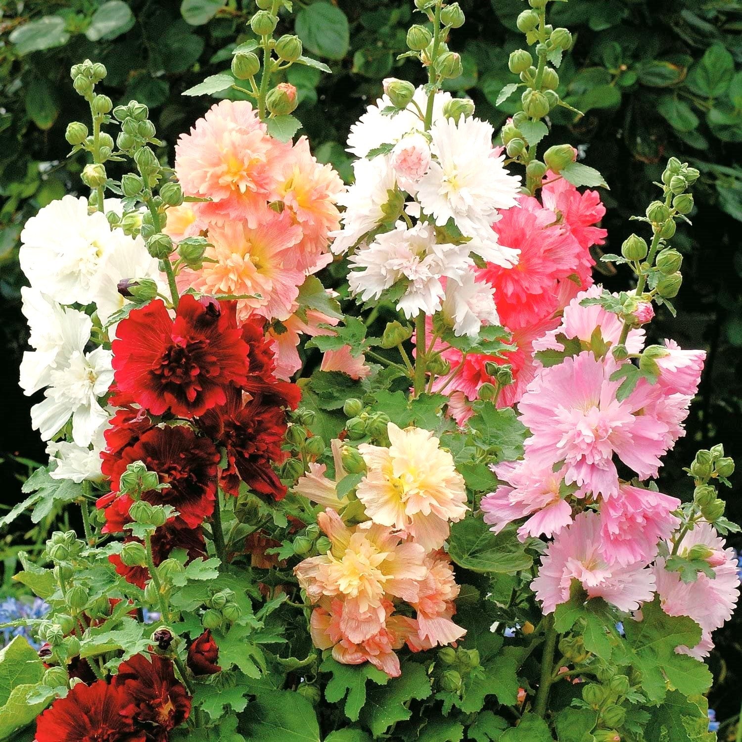 Summer Carnival Mix Hollyhock - Image 2