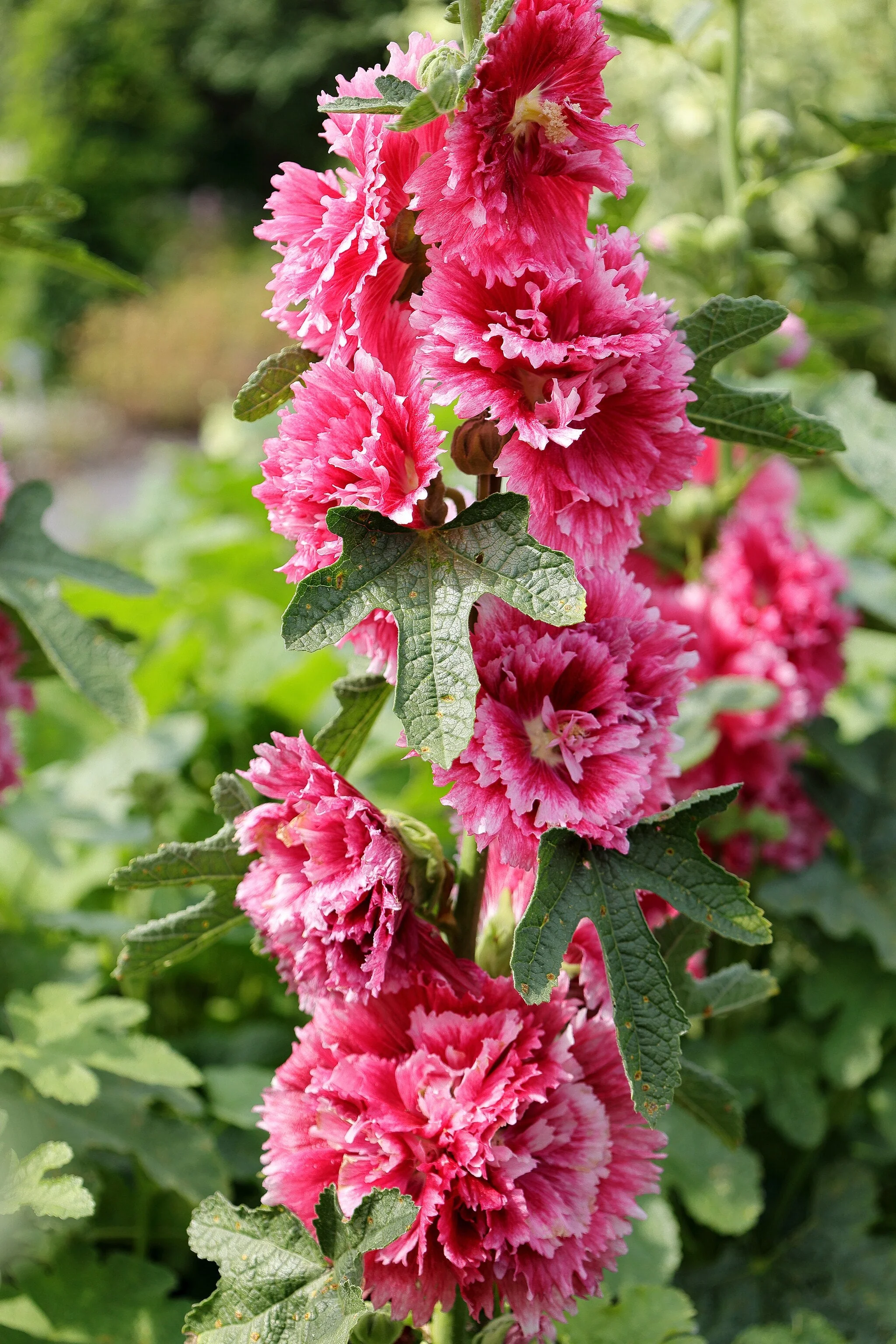 Summer Carnival Mix Hollyhock - Image 3