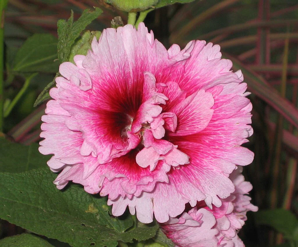 Summer Carnival Mix Hollyhock - Image 4