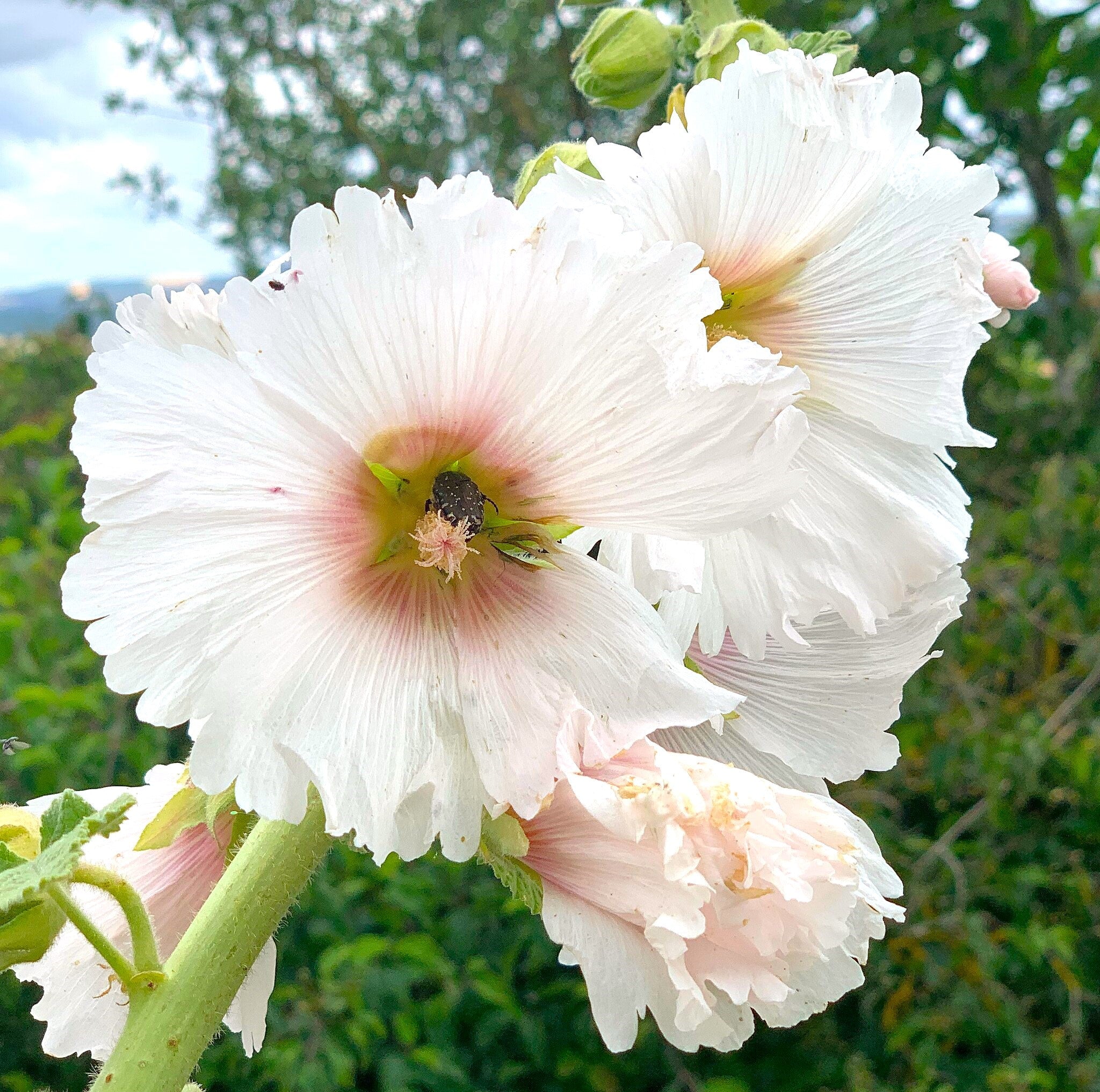 Summer Carnival Mix Hollyhock - Image 5