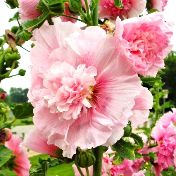 Summer Carnival Mix Hollyhock - Image 6