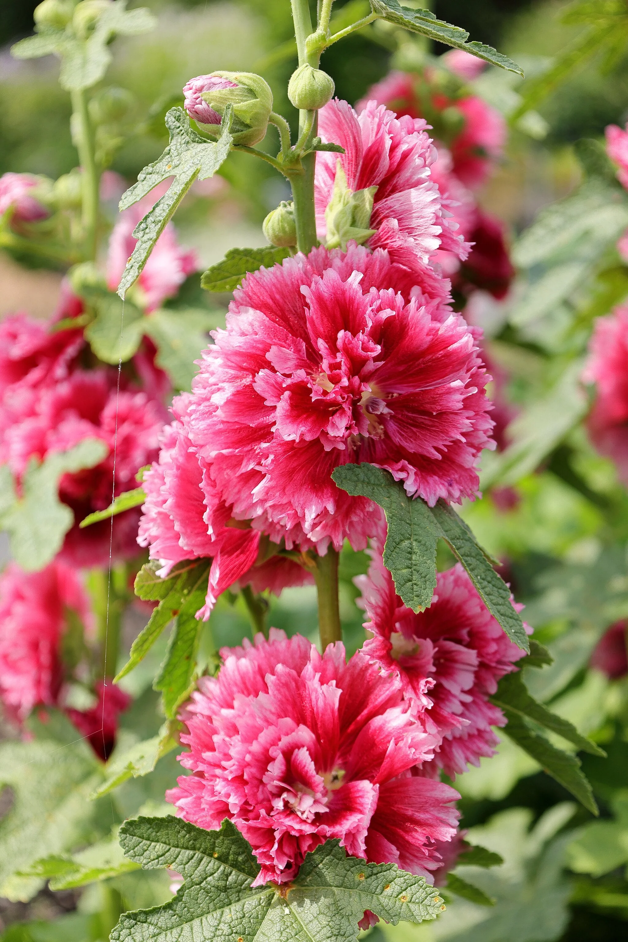 Summer Carnival Mix Hollyhock - Image 7