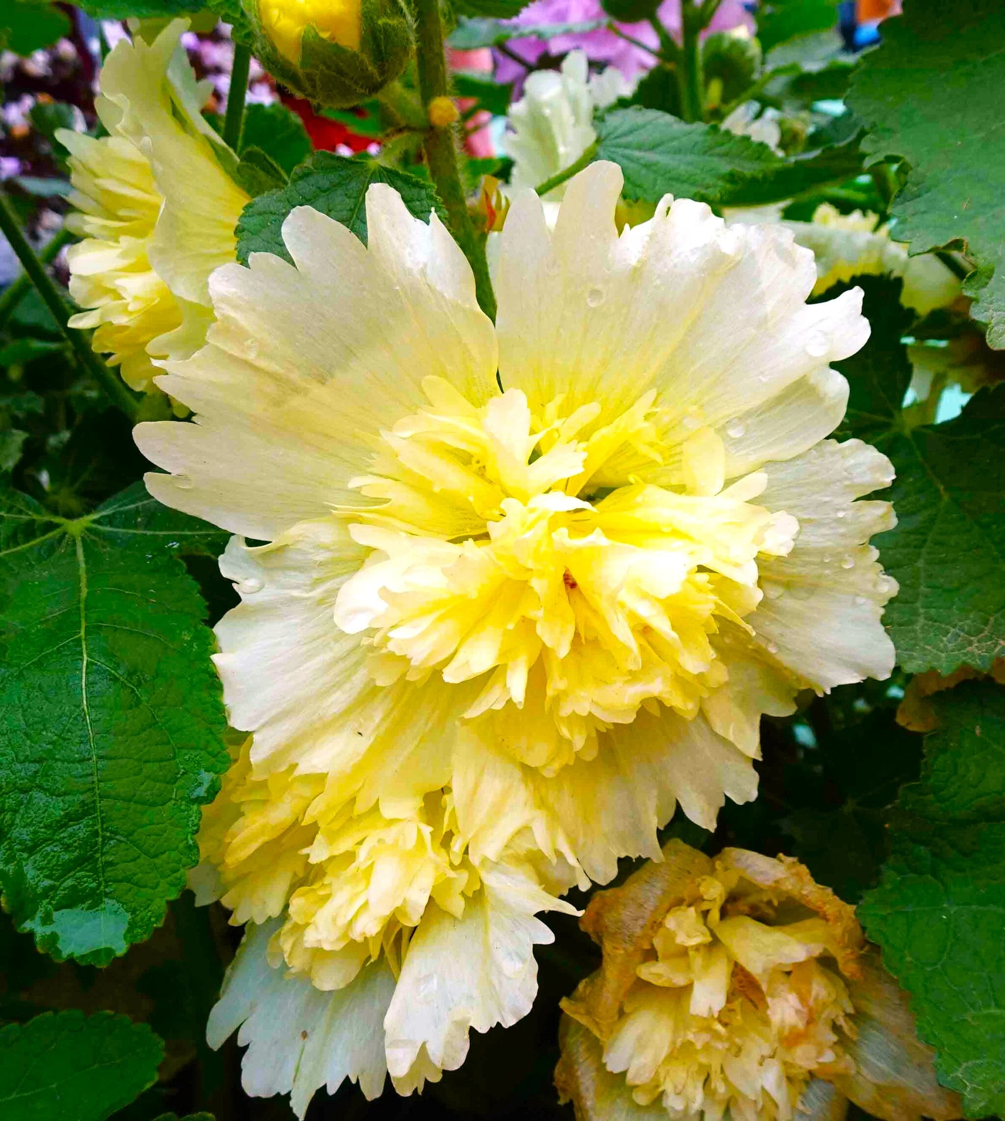 Summer Carnival Mix Hollyhock - Image 8