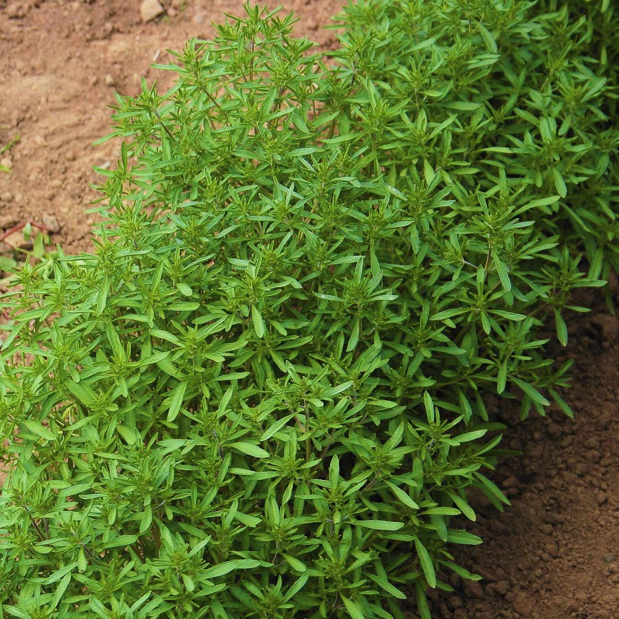 Summer Savory - Image 2