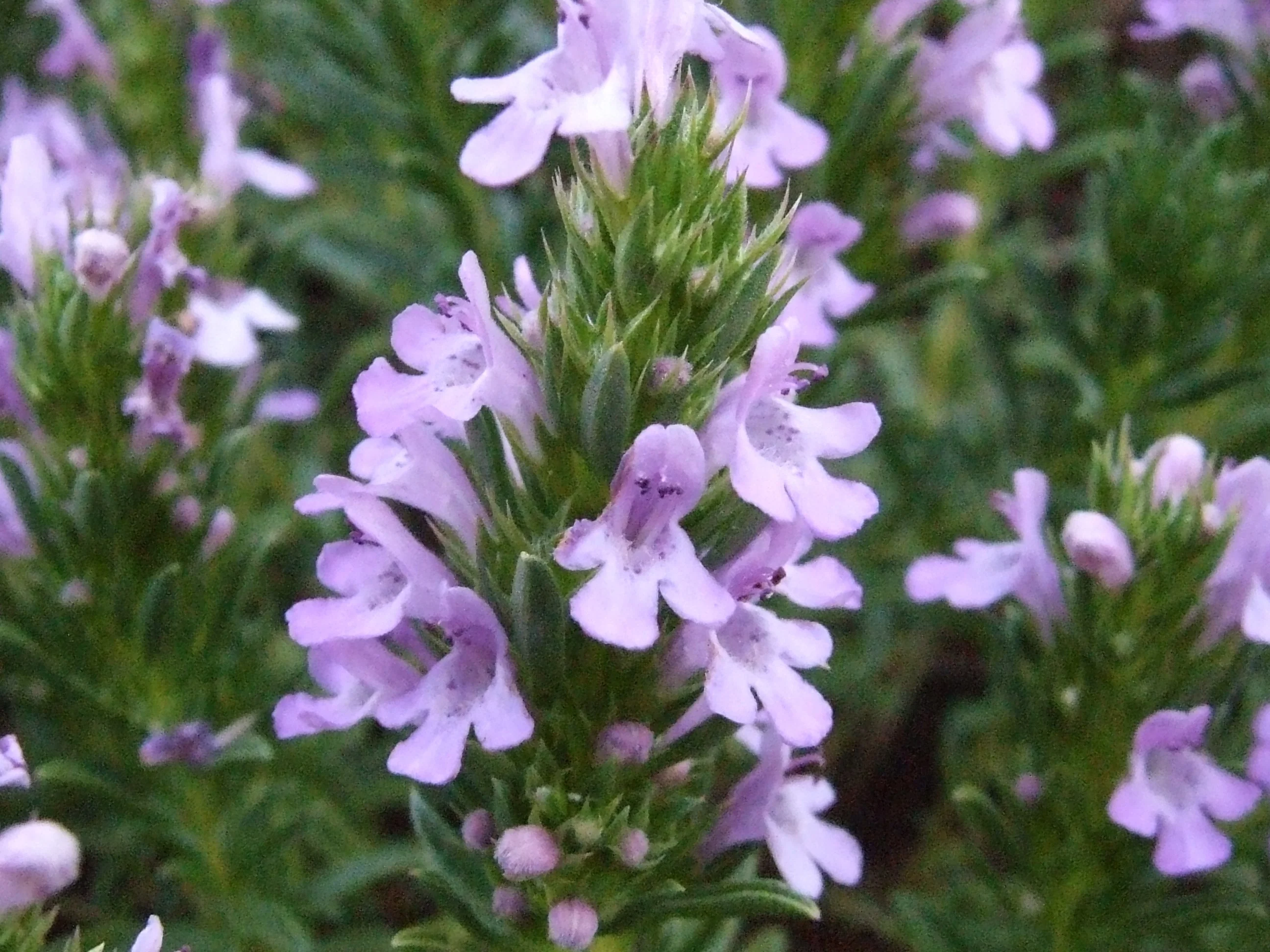 Summer Savory - Image 3