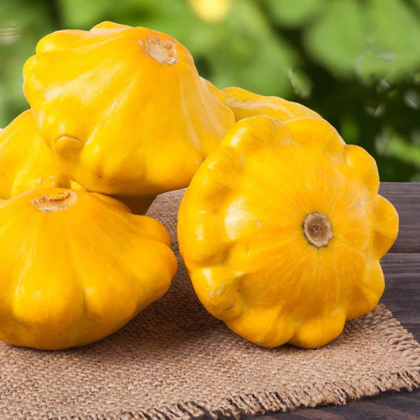 Sunburst Yellow Patty Pan (Bush Scallop Squash) - Image 3