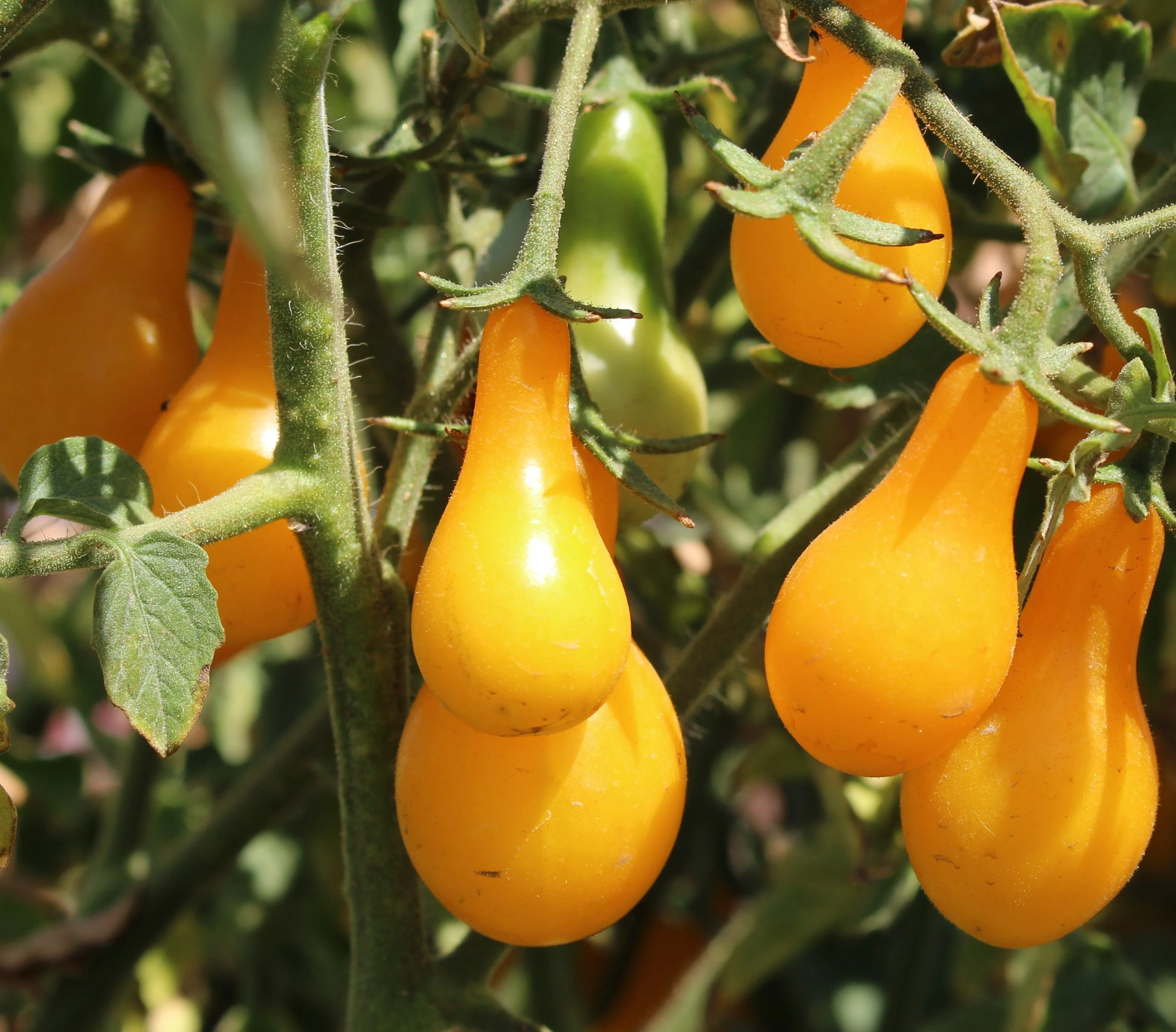 Patio Choice F1 Yellow Tomato (Dwarf) - Image 13
