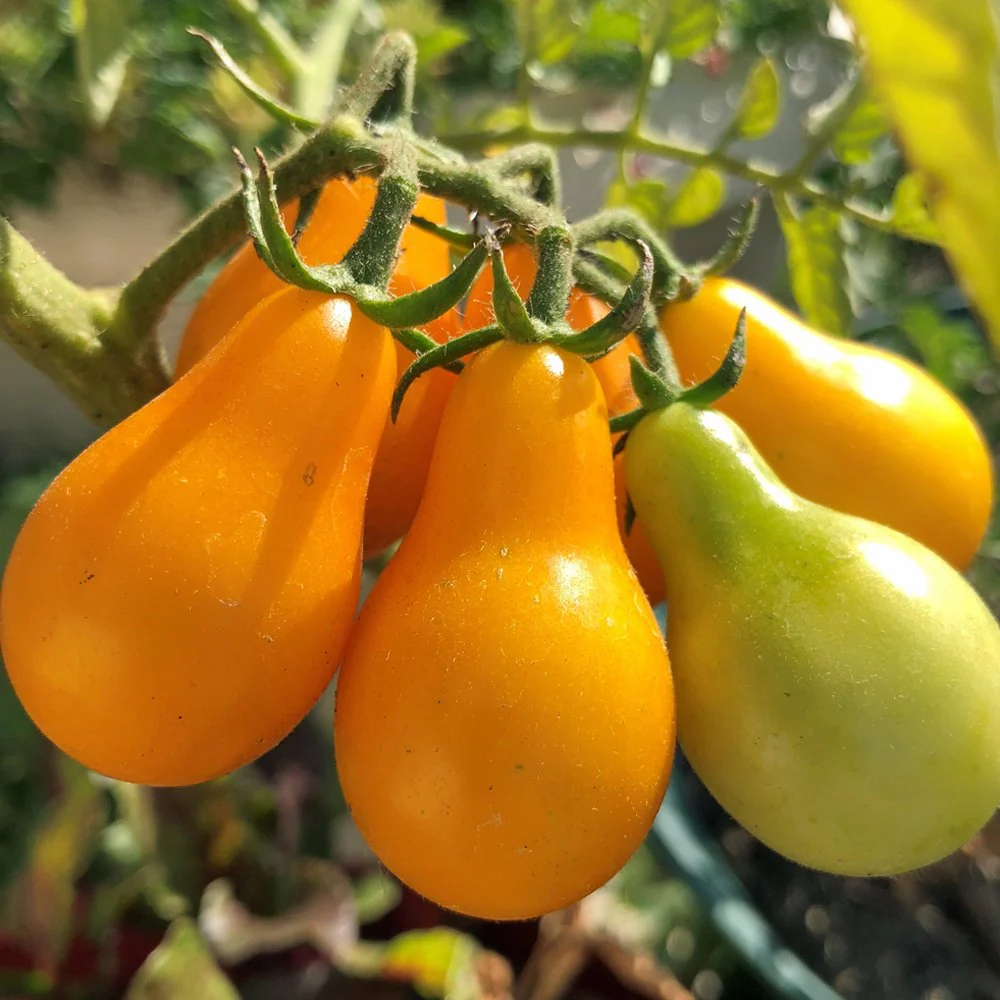 Patio Choice F1 Yellow Tomato (Dwarf) - Image 14