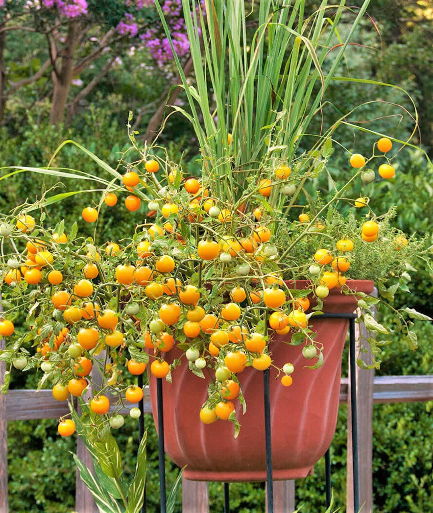 Patio Choice F1 Yellow Tomato (Dwarf) - Image 3