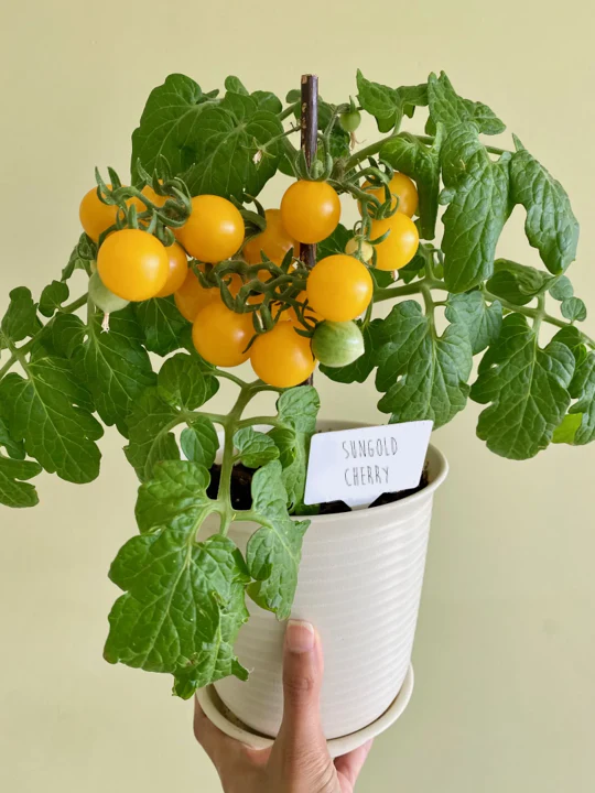 Patio Choice F1 Yellow Tomato (Dwarf) - Image 4