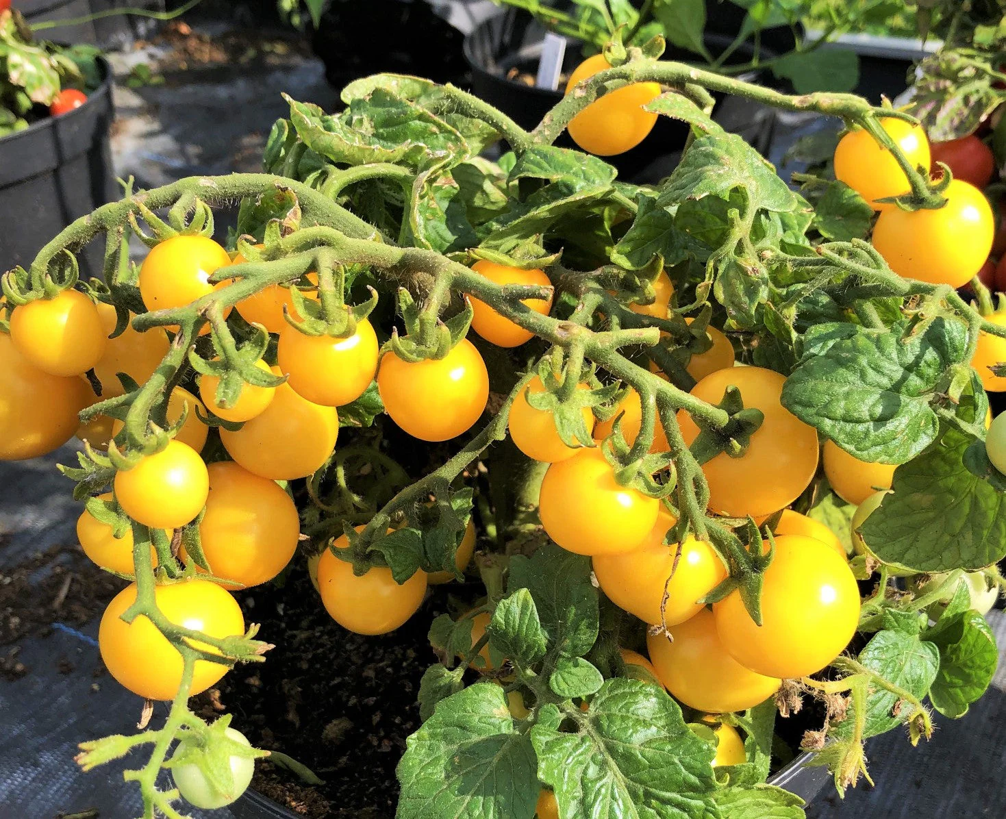 Patio Choice F1 Yellow Tomato (Dwarf) - Image 6