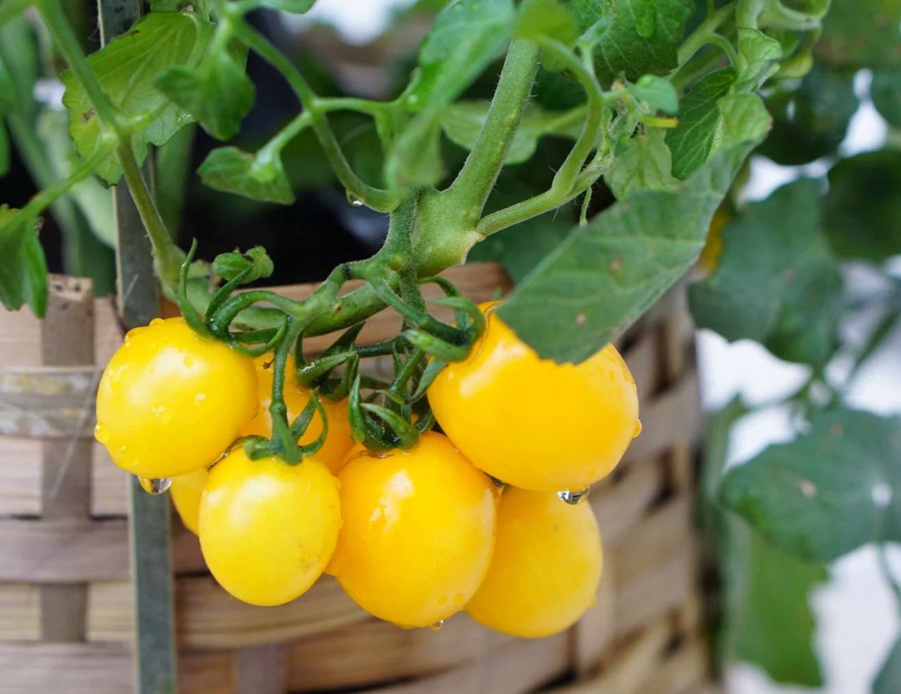 Patio Choice F1 Yellow Tomato (Dwarf) - Image 7
