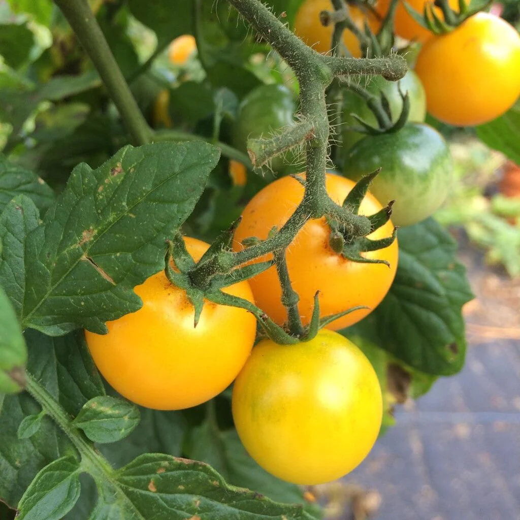 Patio Choice F1 Yellow Tomato (Dwarf) - Image 8