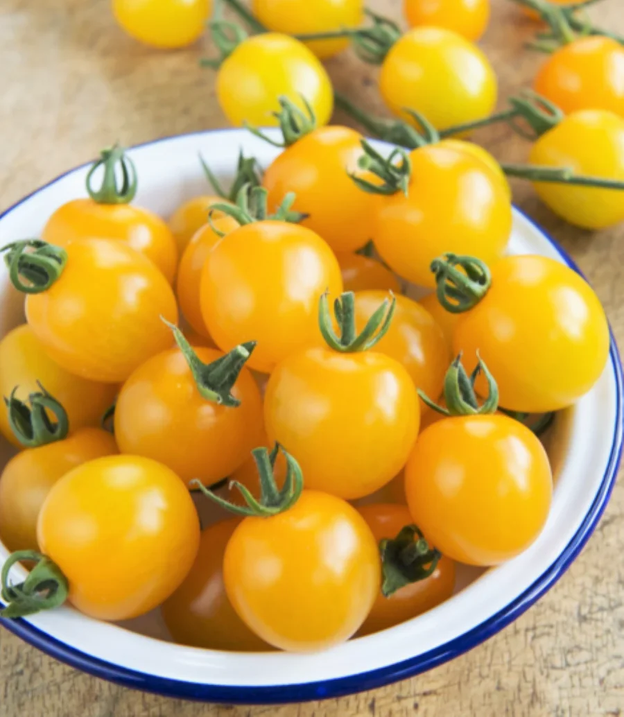 Patio Choice F1 Yellow Tomato (Dwarf) - Image 9
