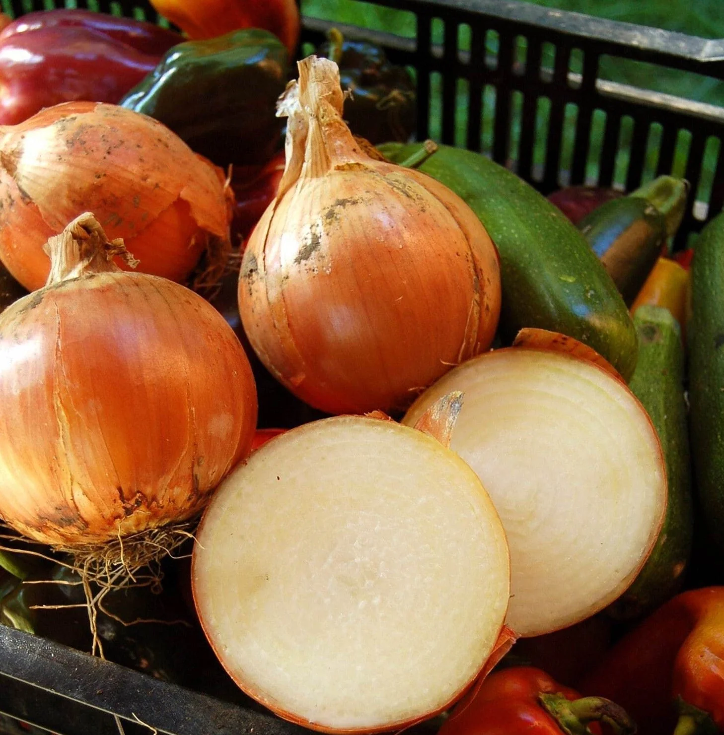 Super Sweet Candy Onion Sets (Bulbs) - Image 3