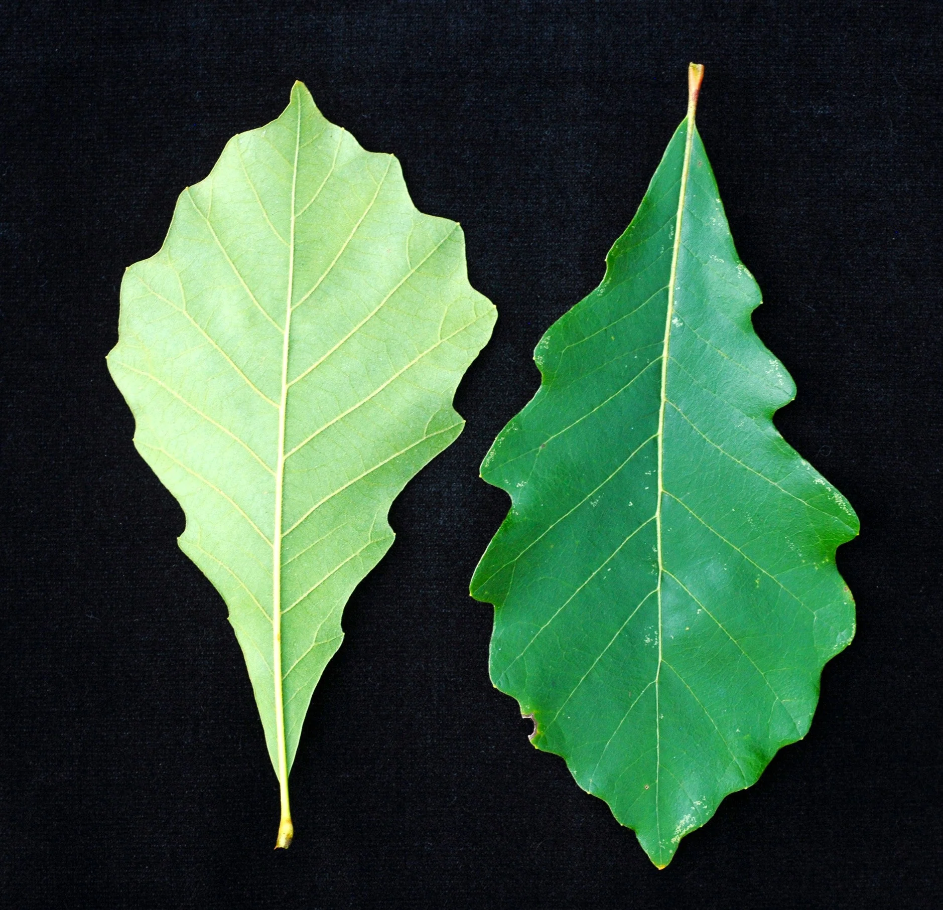 Swamp White Oak - Image 10