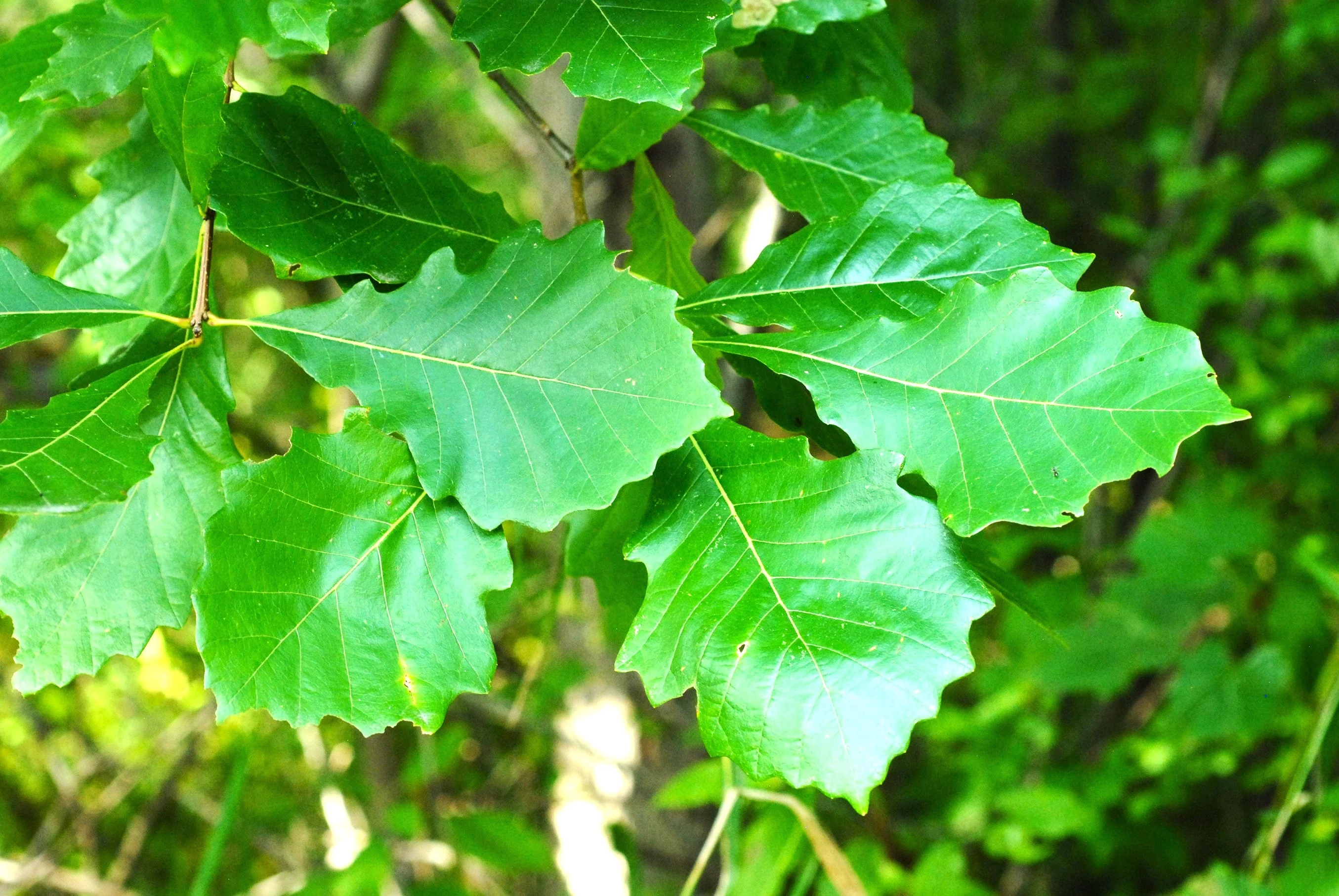 Swamp White Oak - Image 2