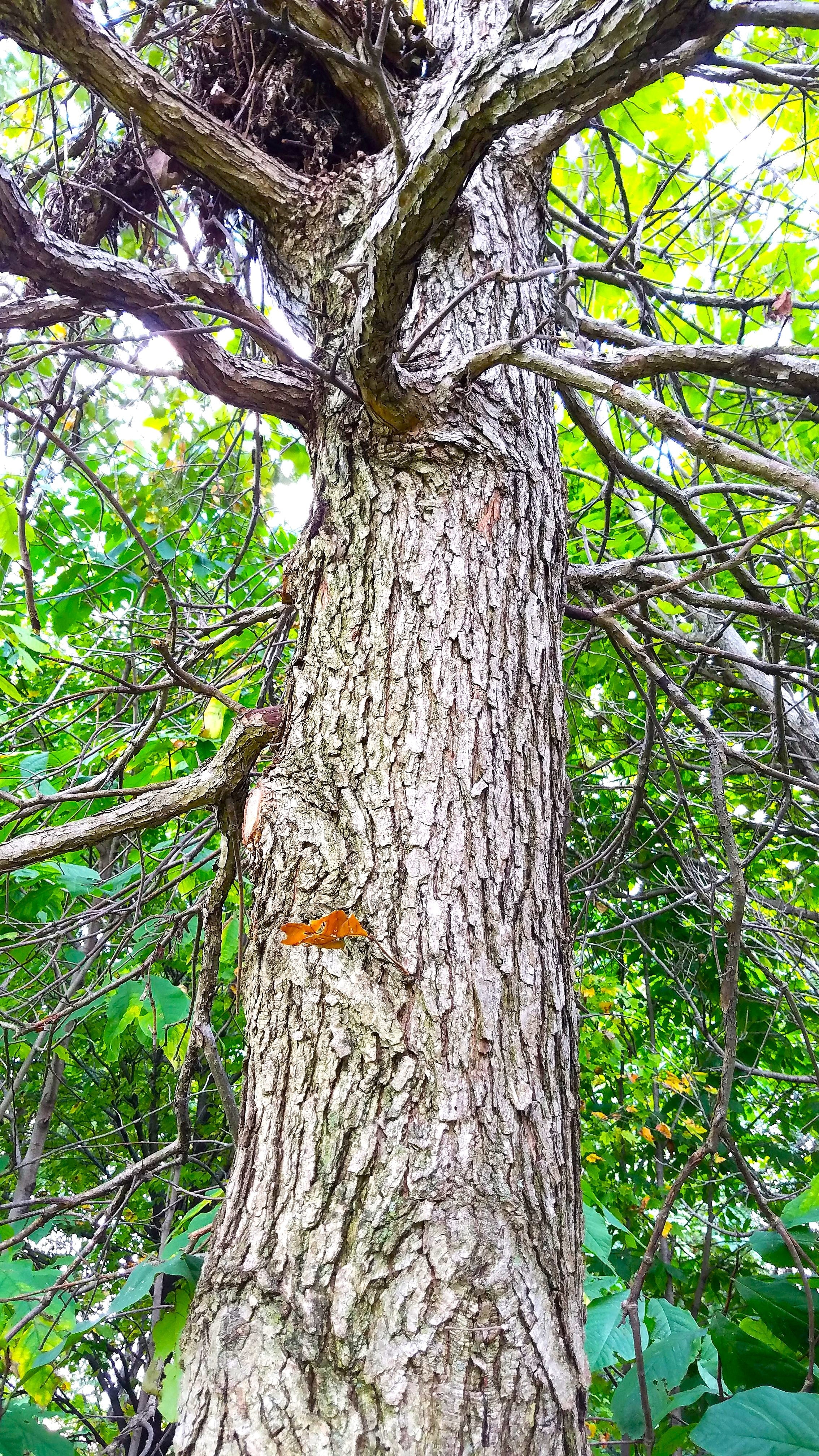 Swamp White Oak - Image 4