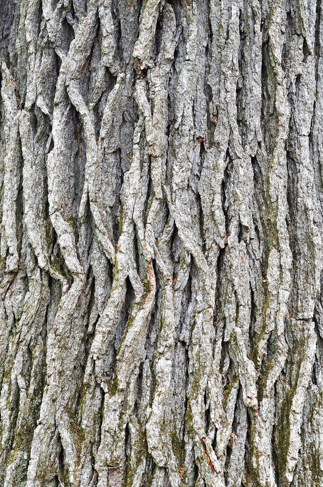 Swamp White Oak - Image 5