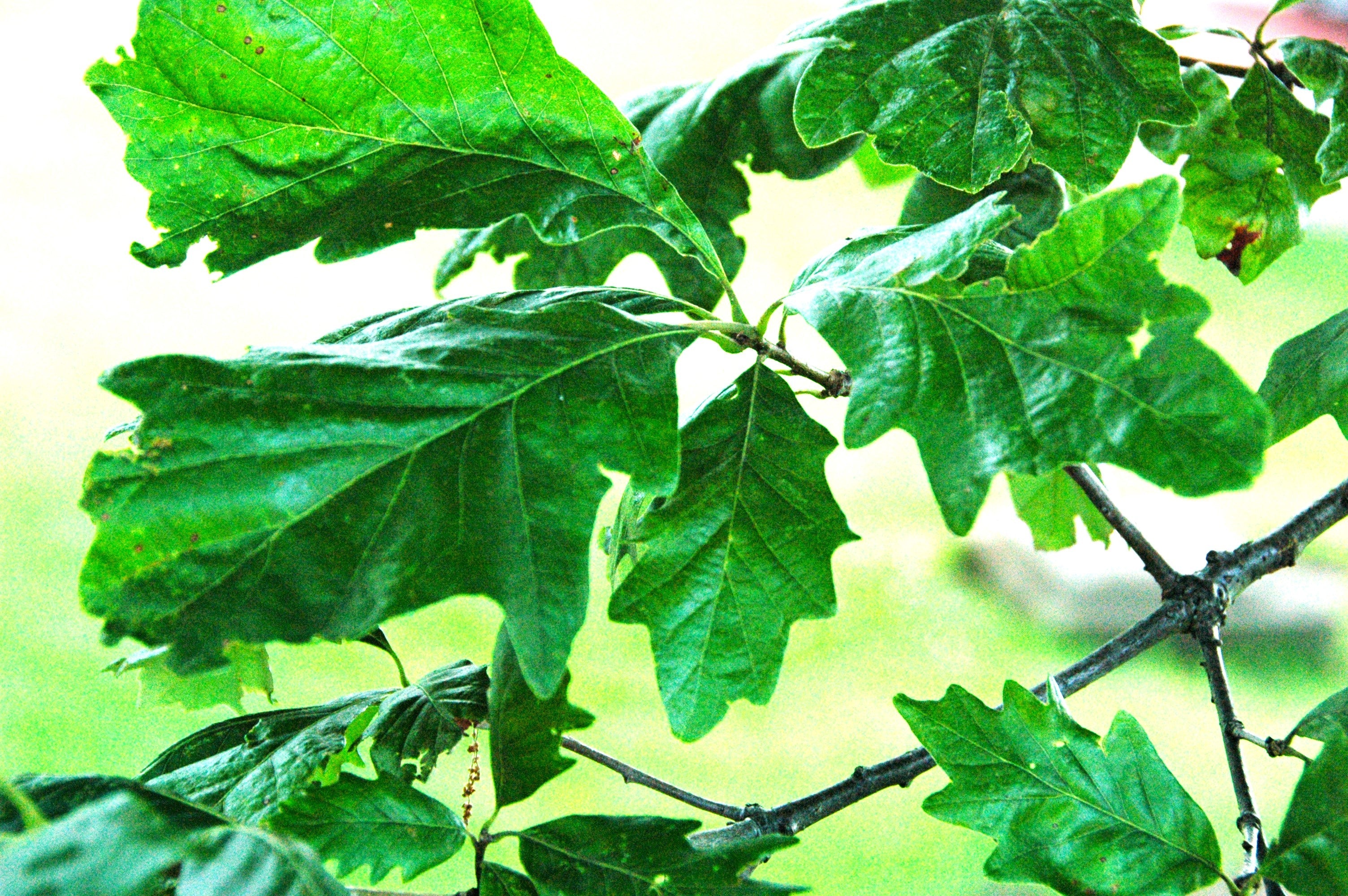 Swamp White Oak - Image 6