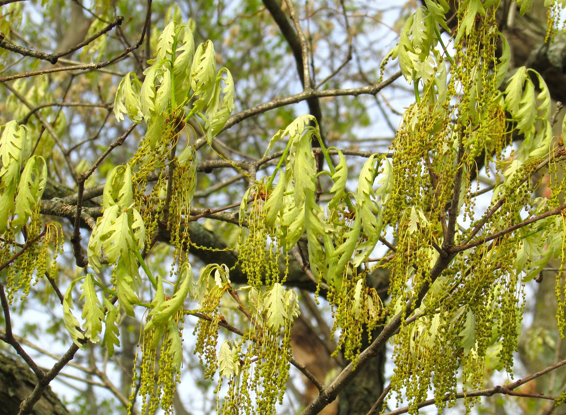 Swamp White Oak - Image 7