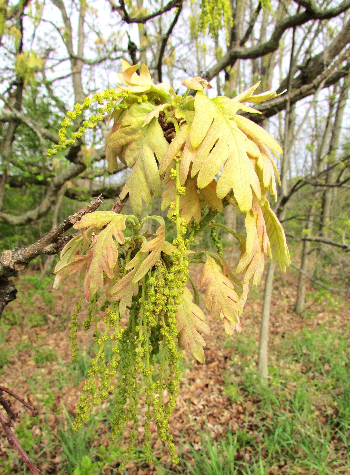 Swamp White Oak - Image 8