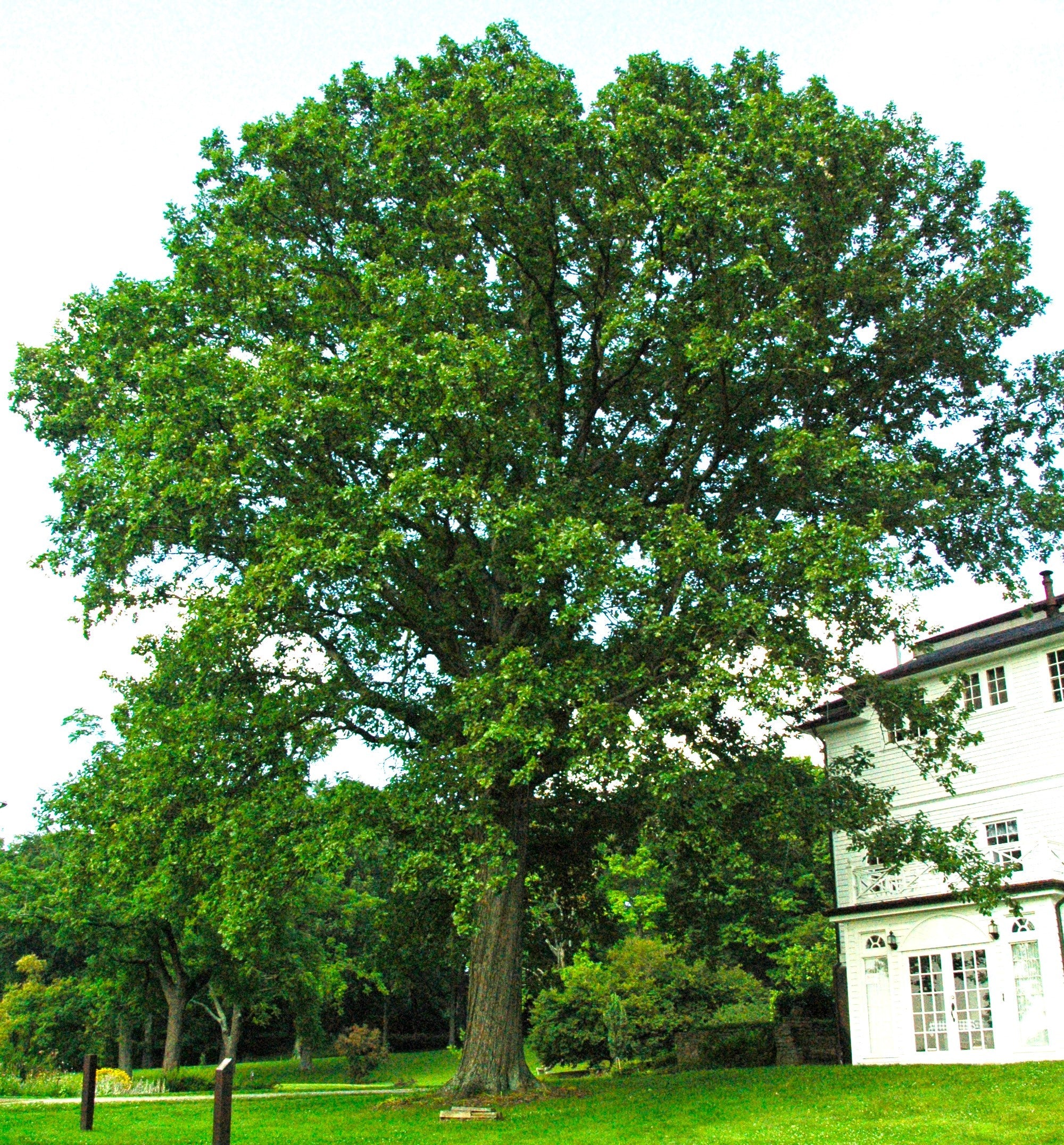 Swamp White Oak - Image 9
