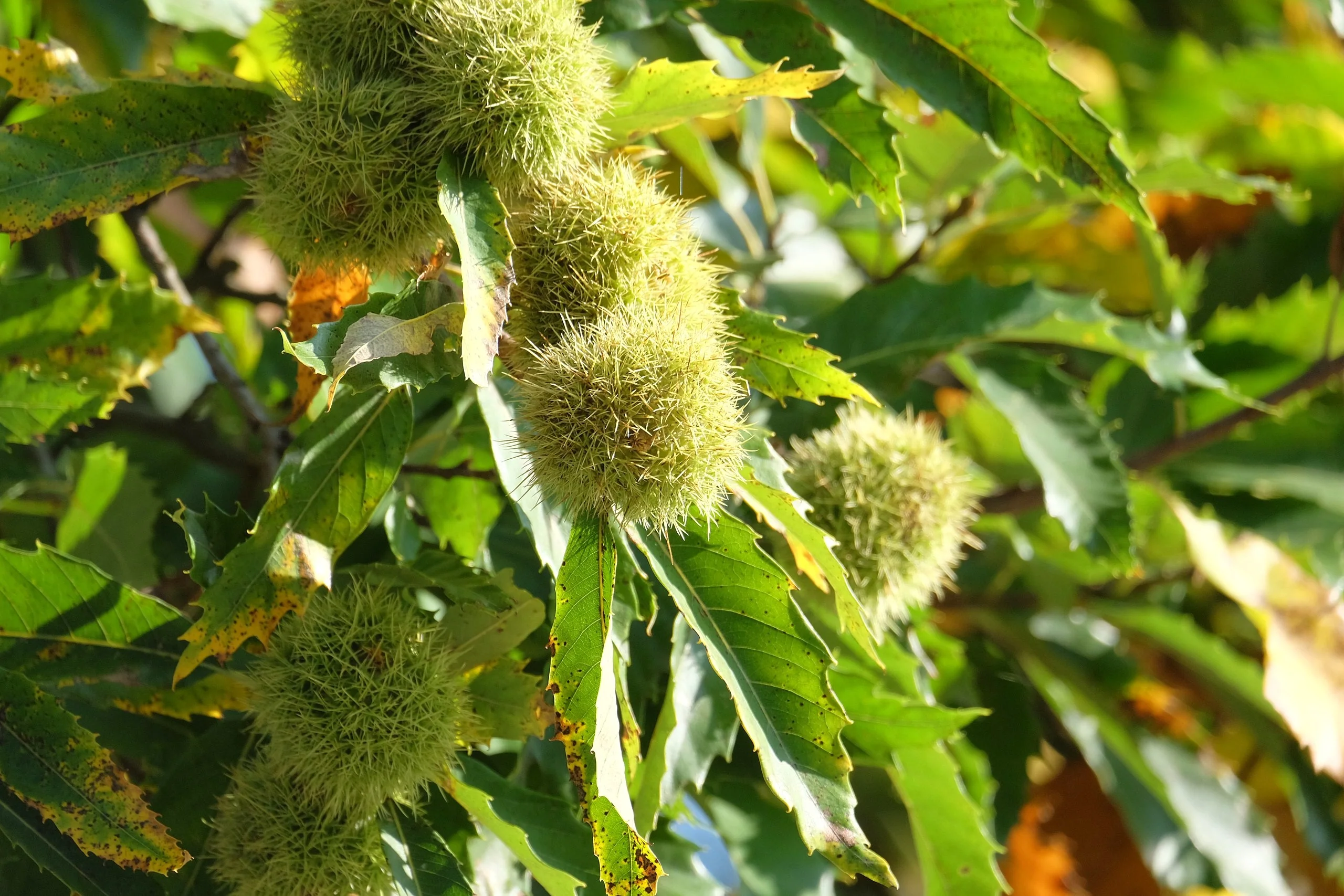 Sweet Chestnut Tree (European x Japanese Hybrid) - Image 2