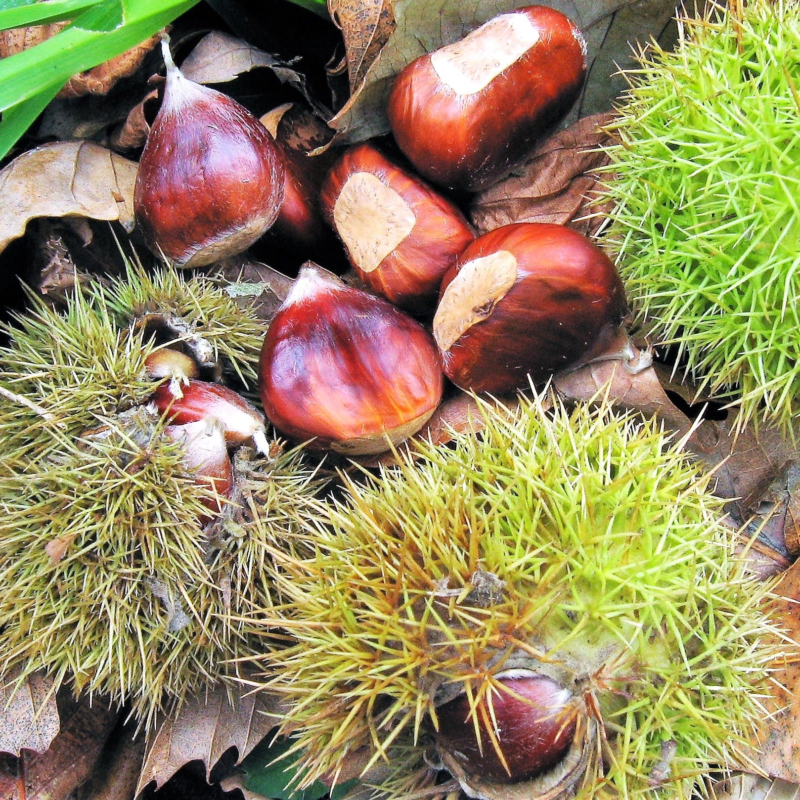 Sweet Chestnut Tree (European x Japanese Hybrid) - Image 3